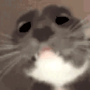 AREYOUAGIRL Twitch emote