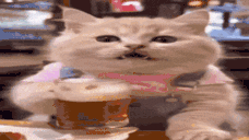 BeerCat Twitch emote