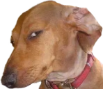 Capping Twitch emote