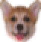 CorgiDerp Twitch emote