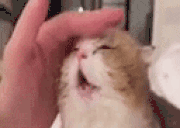 HeadMassage Twitch emote