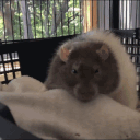 RatSleep Twitch emote