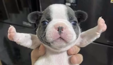 STOPFIGHTING Twitch emote