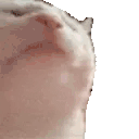 catJAM Twitch emote