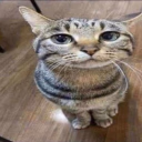 ermwhattheflip Twitch emote