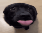 getsreallyexcitedandwagsmytailsuperfast Twitch emote