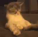 kok Twitch emote