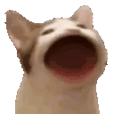 popCat Twitch emote