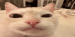 pupupupupupu Twitch emote