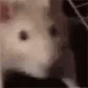 ratJAM Twitch emote