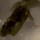 ratLeave Twitch emote