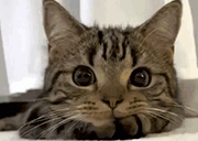 watching Twitch emote