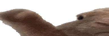 wideVIBE Twitch emote