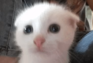 wot Twitch emote
