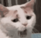 yawN Twitch emote